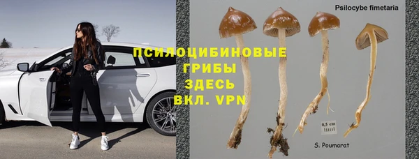 сатива Беломорск